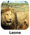 Leone